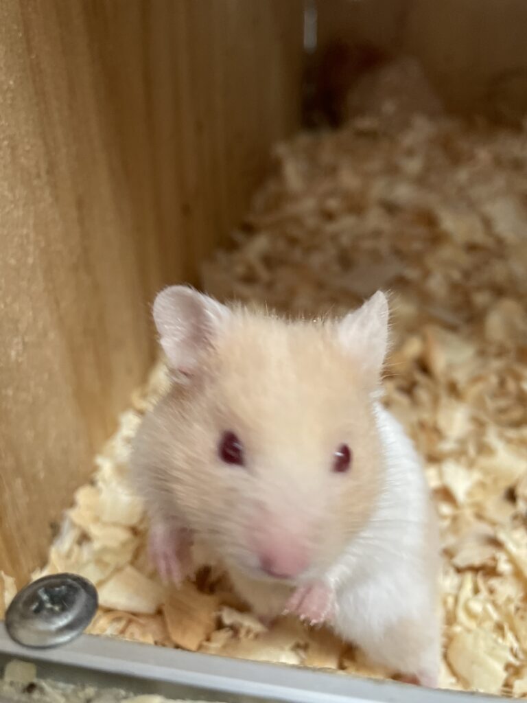 Hamster Sirios / golden