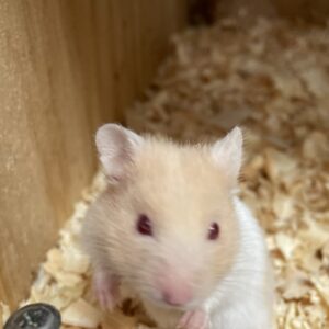 Hamster Sirios / golden