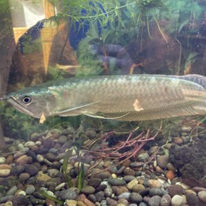 Arowana