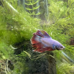 Betta macho crowntail