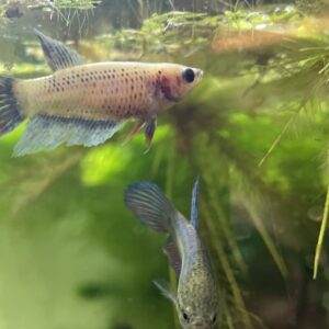 Betta hembra
