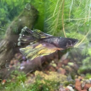 Betta Macho Halfmoon