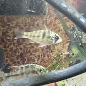 Apistograma Ramirezi