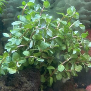 Rotala Rotundifolia 25x25.000