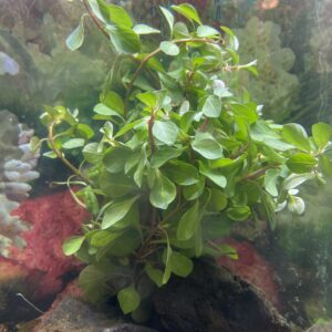 Ludwigia repens 25x25.000