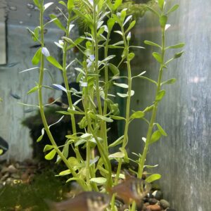 Planta Bacopa