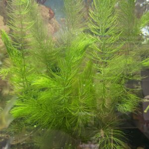 Planta Pinito Pack x20