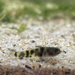 Gobio abeja