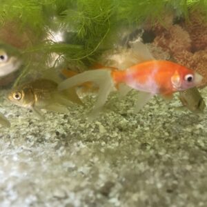 Carassius Cometa talla XL