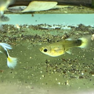 Guppy hembra