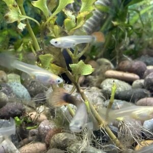 Guppy hembra