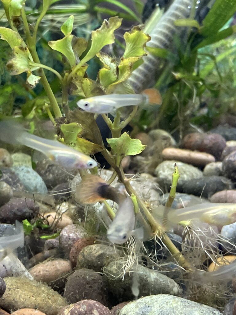 Guppy hembra