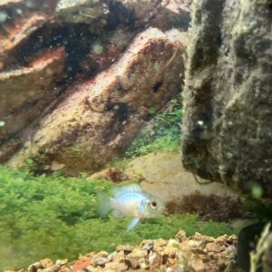 Acara electric blue