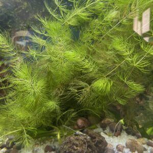 Planta Cola de zorro