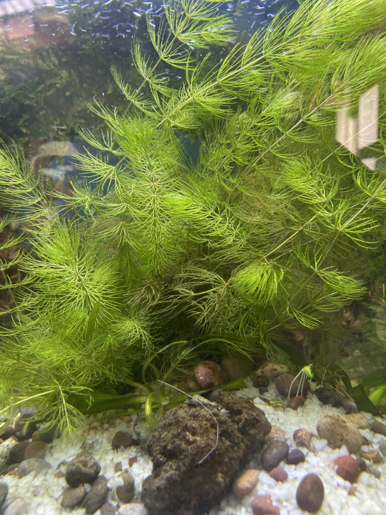 Planta Cola de zorro