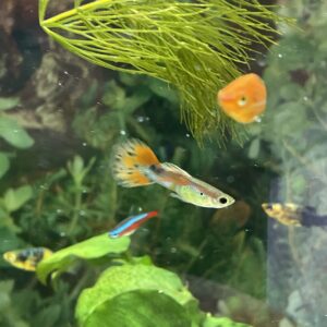 Guppy Macho 10x19990