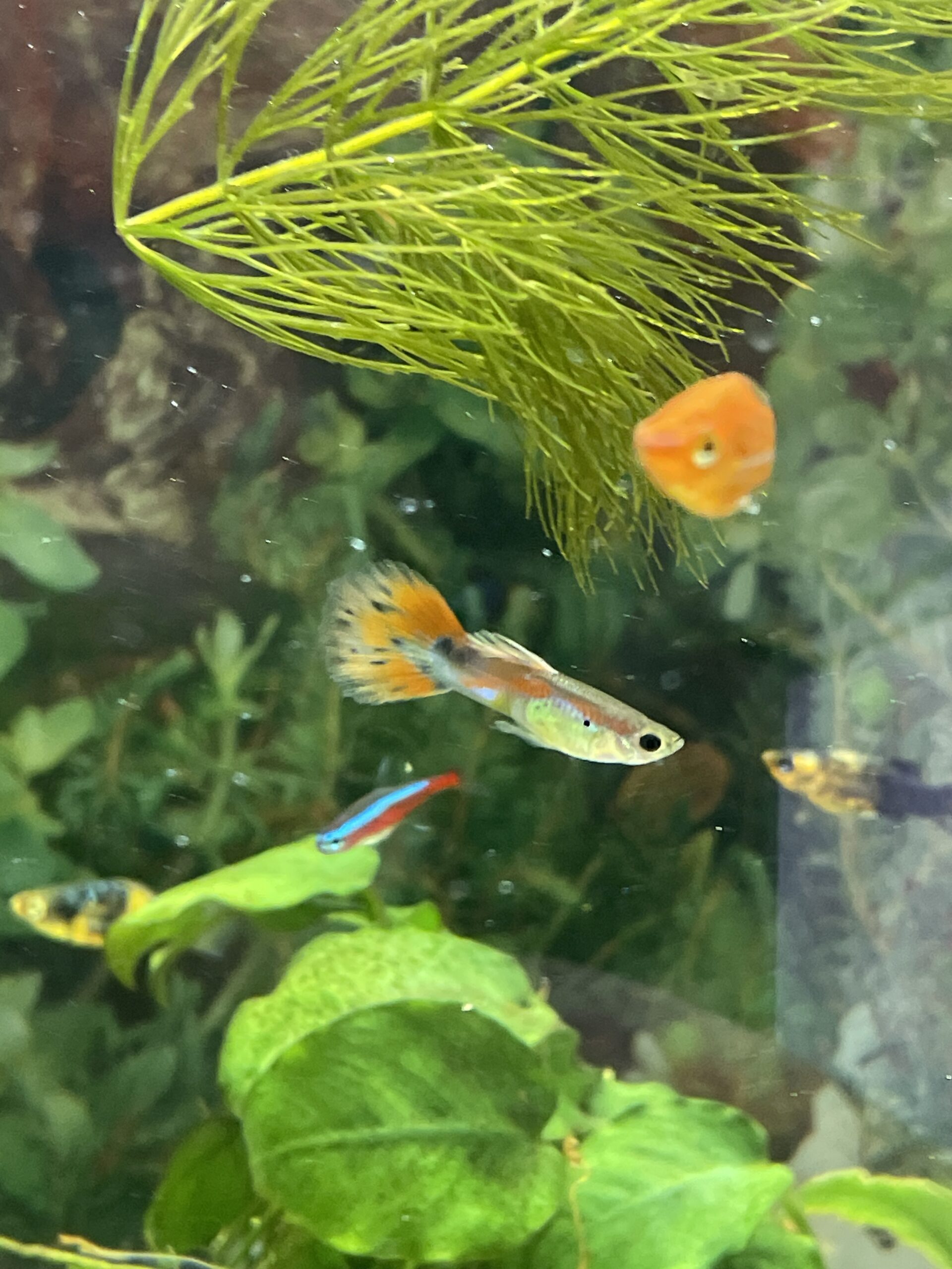 Guppy Macho 10x19990