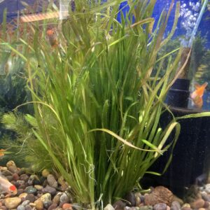 Planta Vallisneria Comun