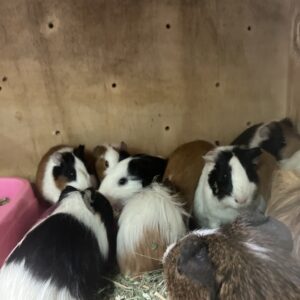 Cuy / Cobaya