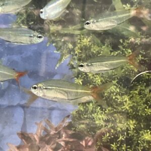 Tetra copeina cola roja