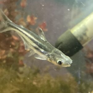 Tiburon pangassius