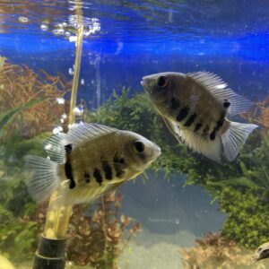 Heros Severum