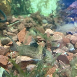 Corydora crypsticus