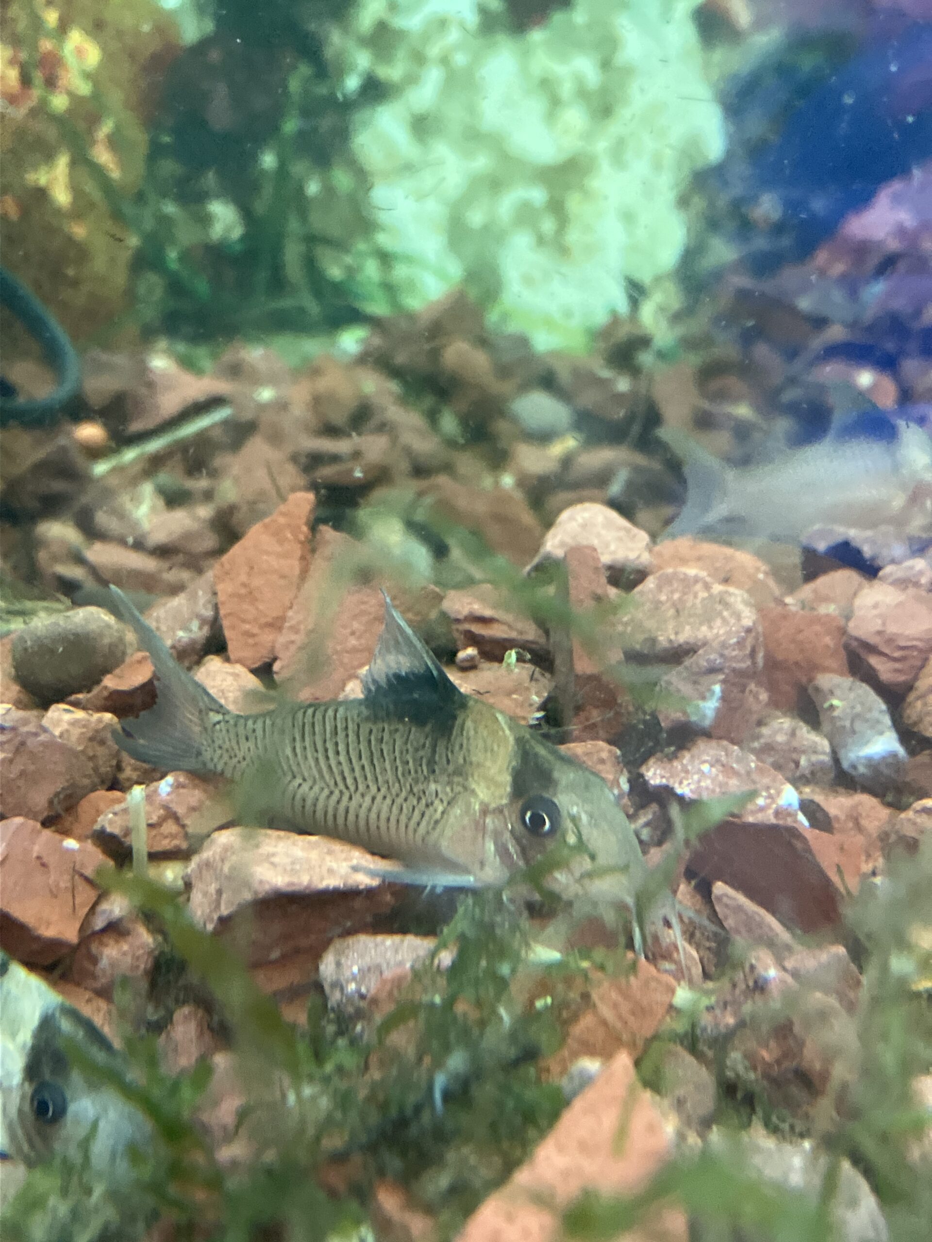 Corydora crypsticus