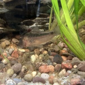 Corydora rabautti
