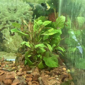 Planta ceylan