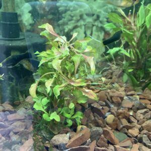 Planta bonsai