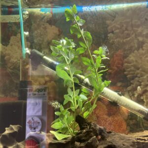 Planta telantera verde
