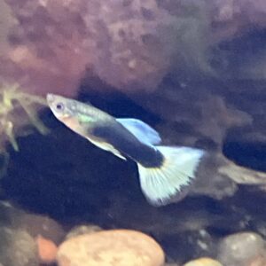 Guppy Macho mix