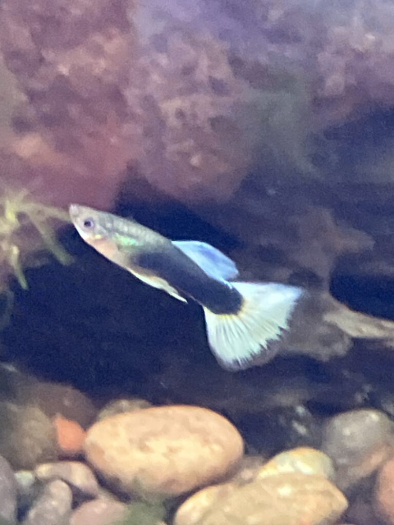 Guppy Macho mix