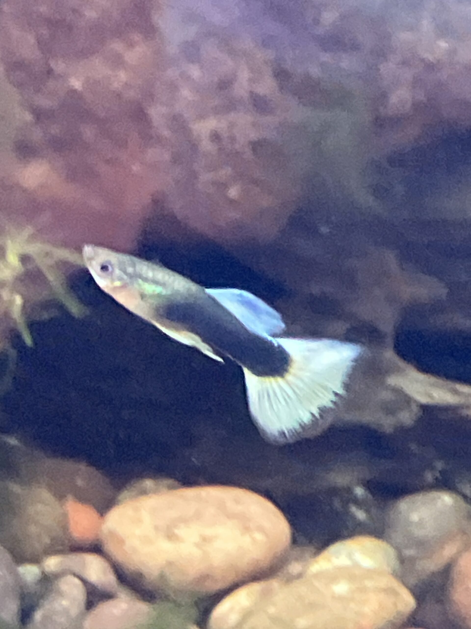 Guppy Macho