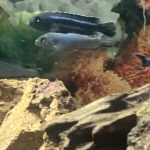 Ciclido Melanochromis johanni