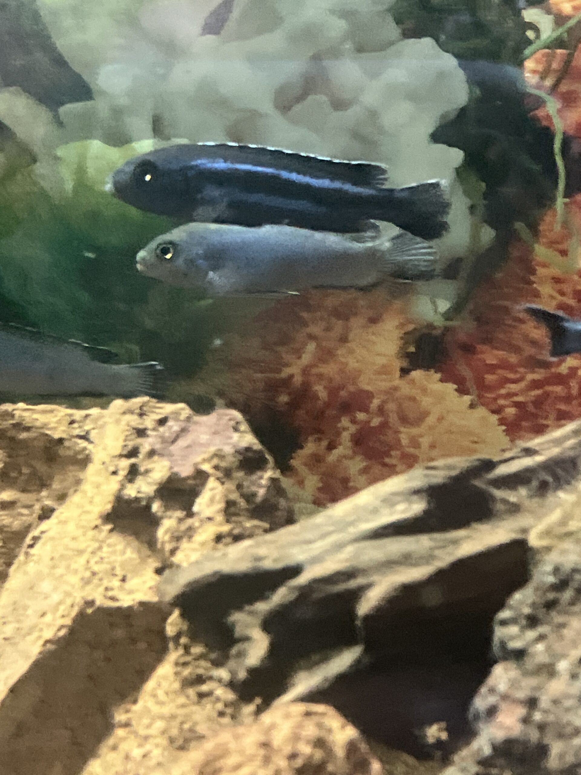 Ciclido Melanochromis johanni