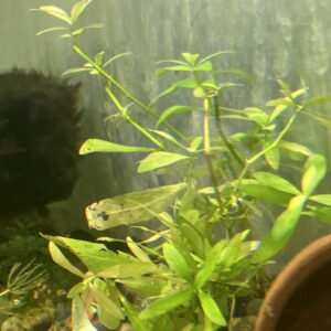 Planta Hygrophila Polysperma
