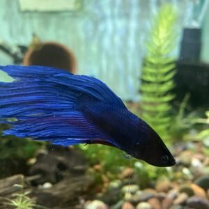 Betta splender macho
