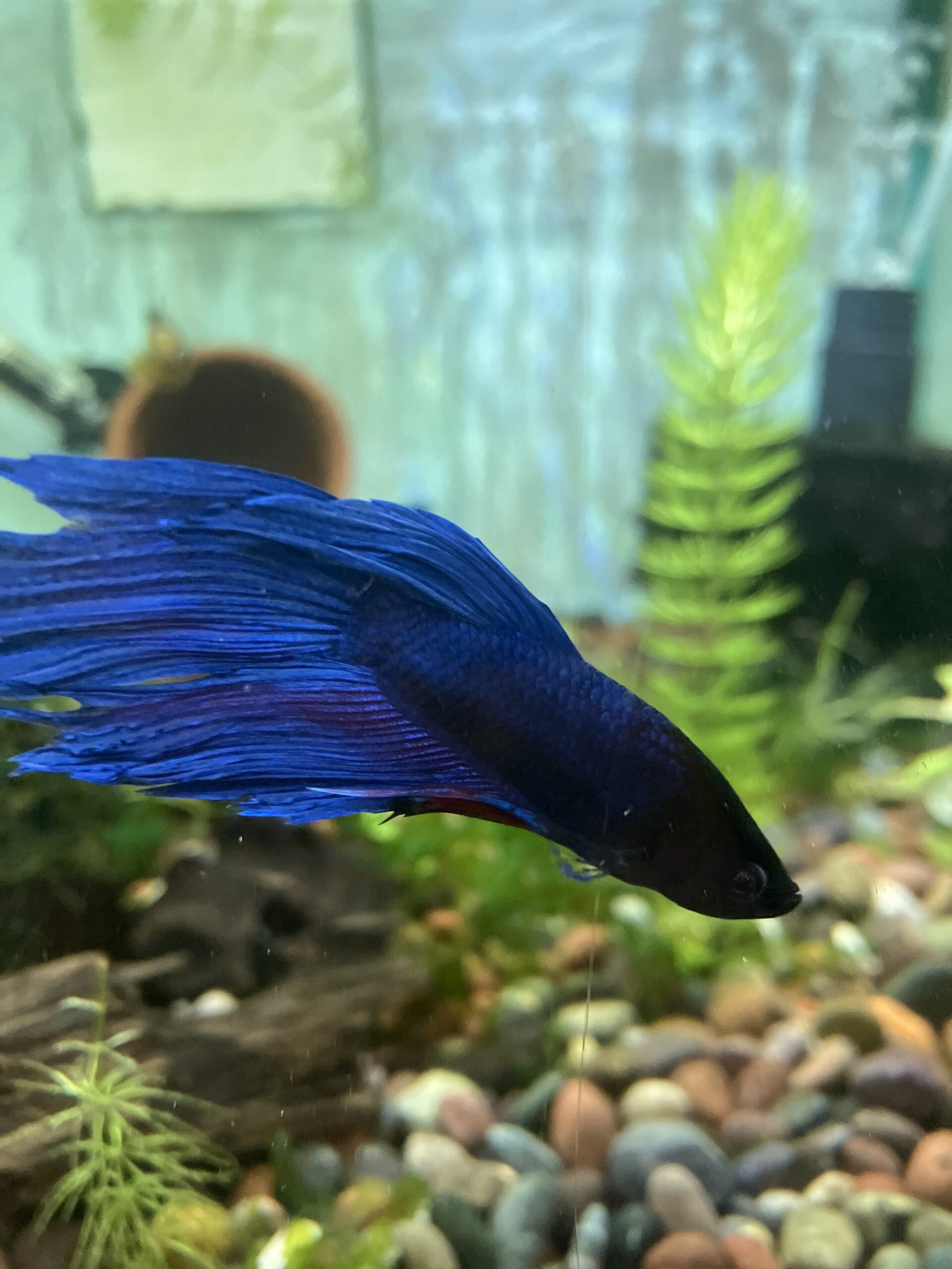 Betta splender macho