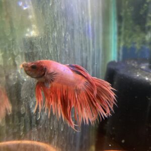 Betta macho crowntail