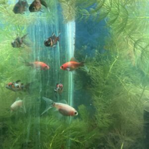 Carassius Shubunkin