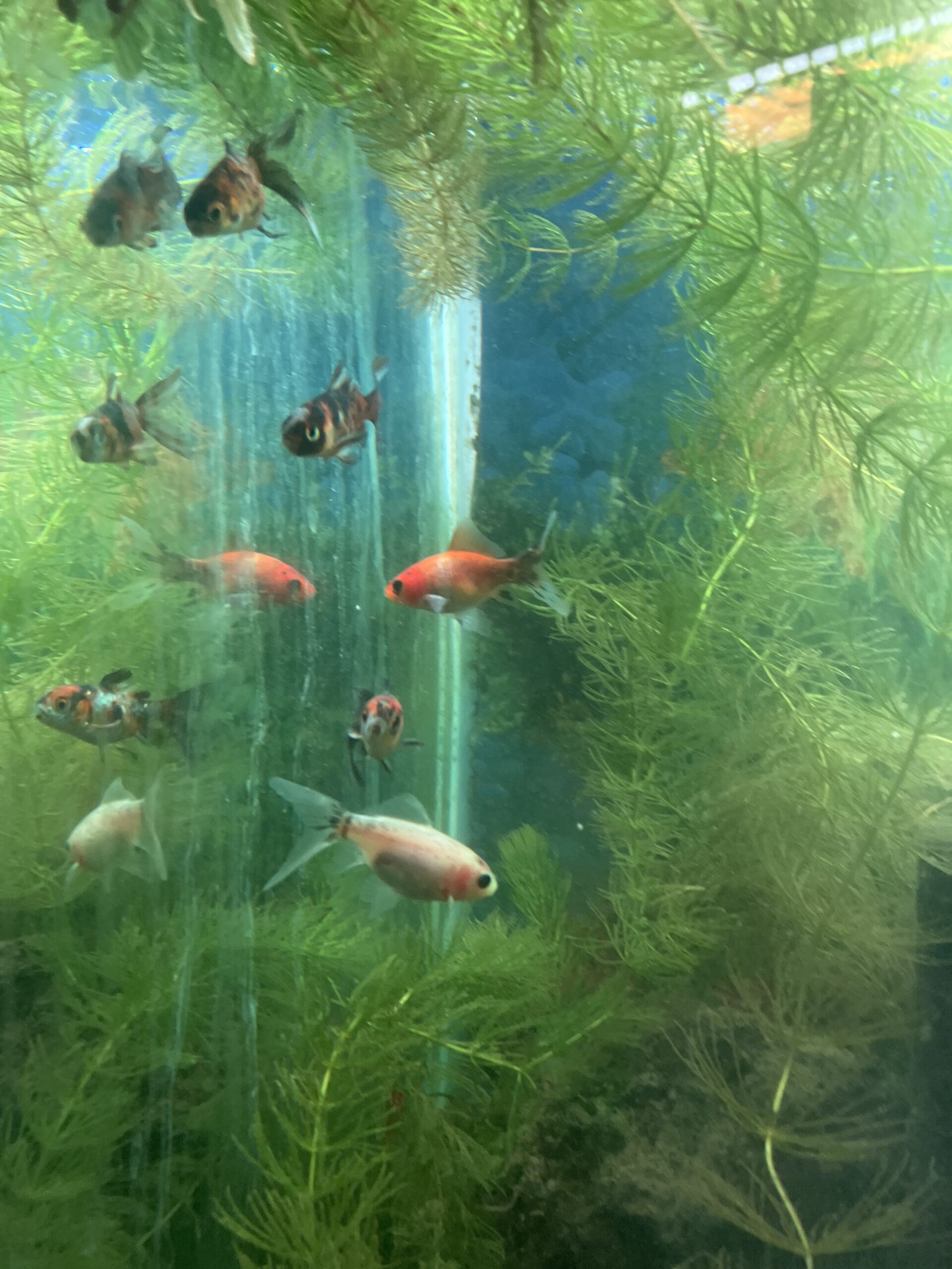 Carassius Shubunkin