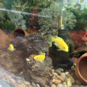 Electric Yellow Labidochromis caeruleus