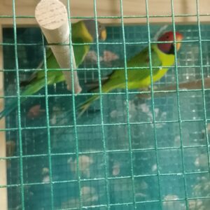 Loro cabeza de ciruela c/u
