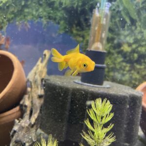 Carassius fantasía oro