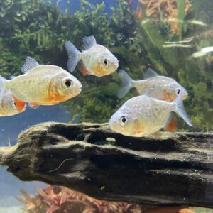 Piraña Red Pacu