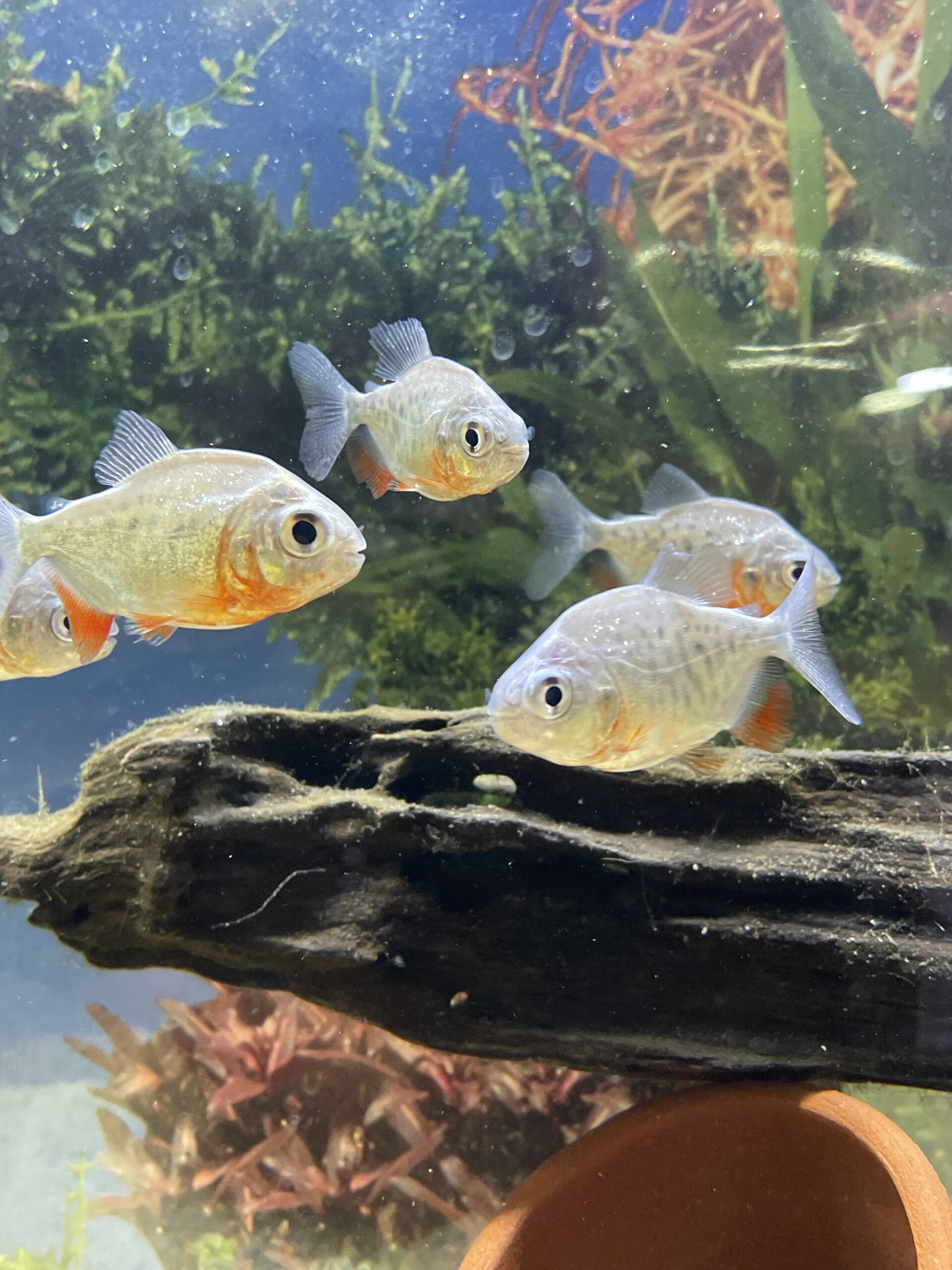 Piraña Red Pacu