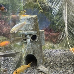 Koi surtido 6 cm