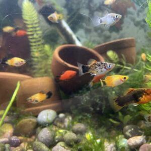 Platy Surtidos